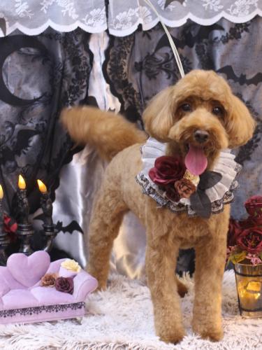 20231001テディくん